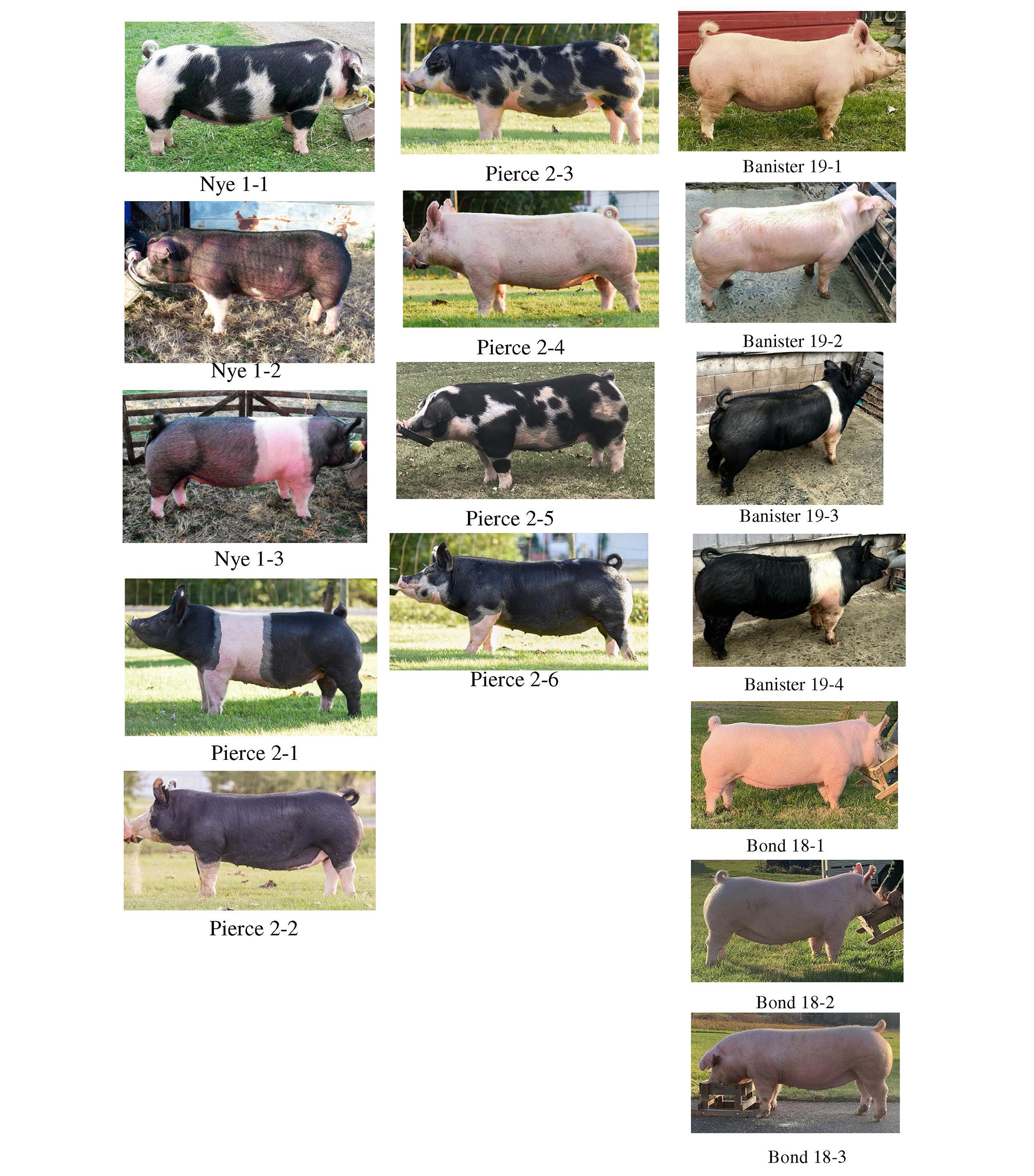 Breeder's Choice Tony and Dicka Nye