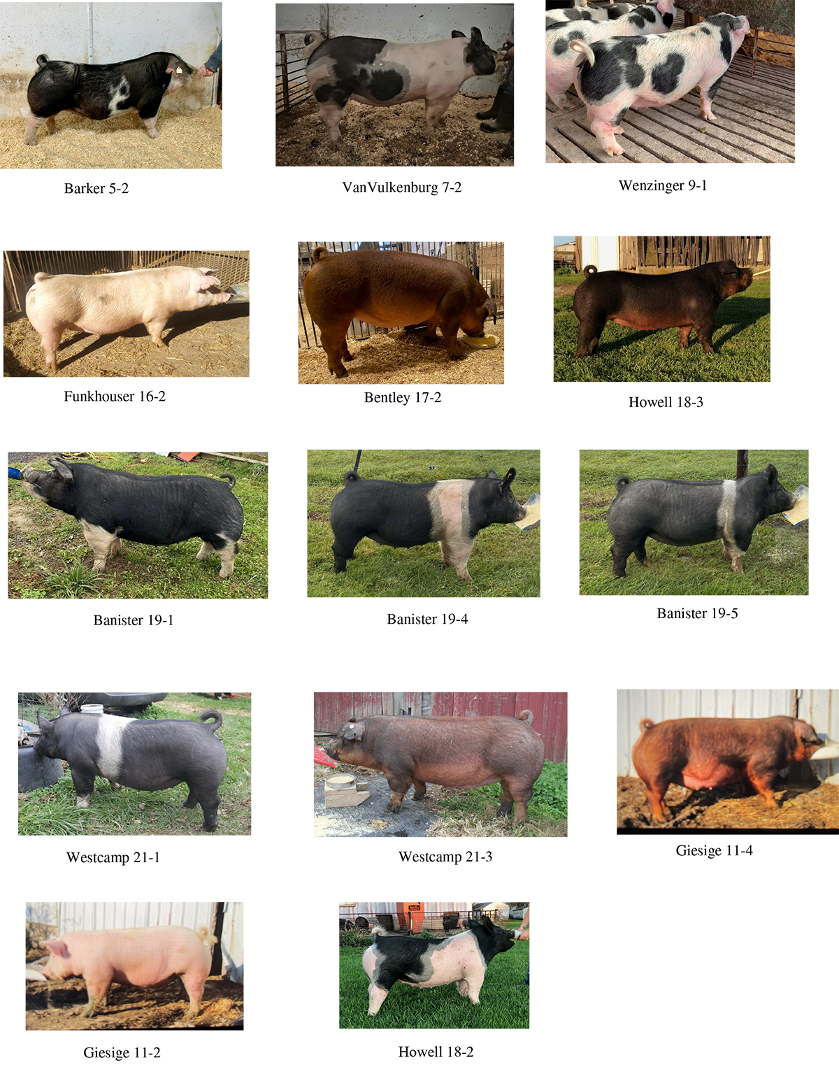 Breeder's Choice Tony and Dicka Nye